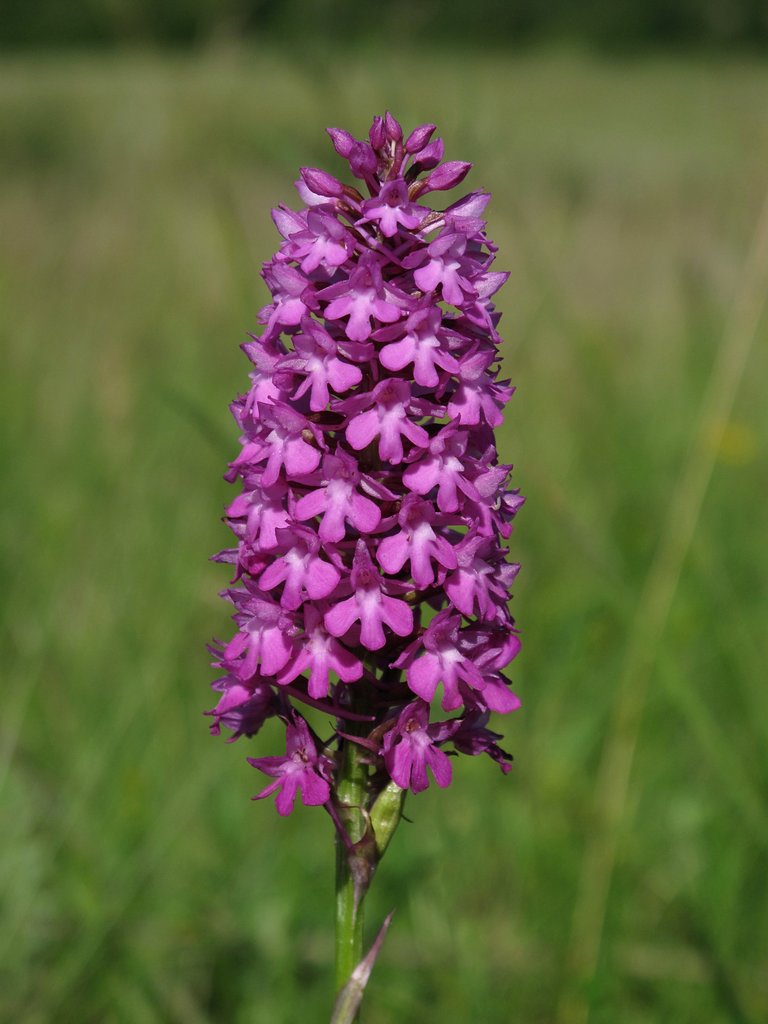 Anacamptis pyramidalis